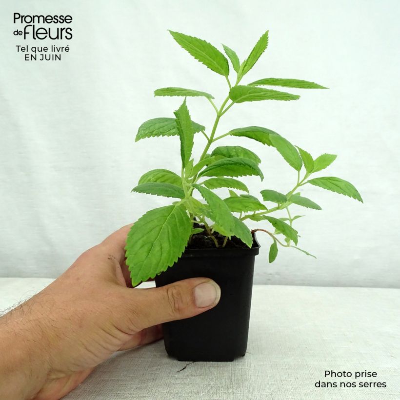 Ejemplar de Nepeta subsessilis Laufen - Chataire Godet de 9cm entregado en verano