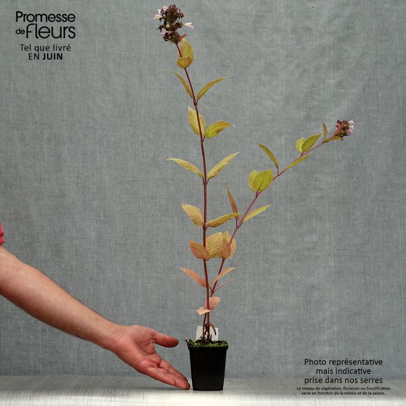 Ejemplar de Nepeta subsessilis Sweet Dreams - Chataire subsessile rose Godet de 9cm entregado en verano