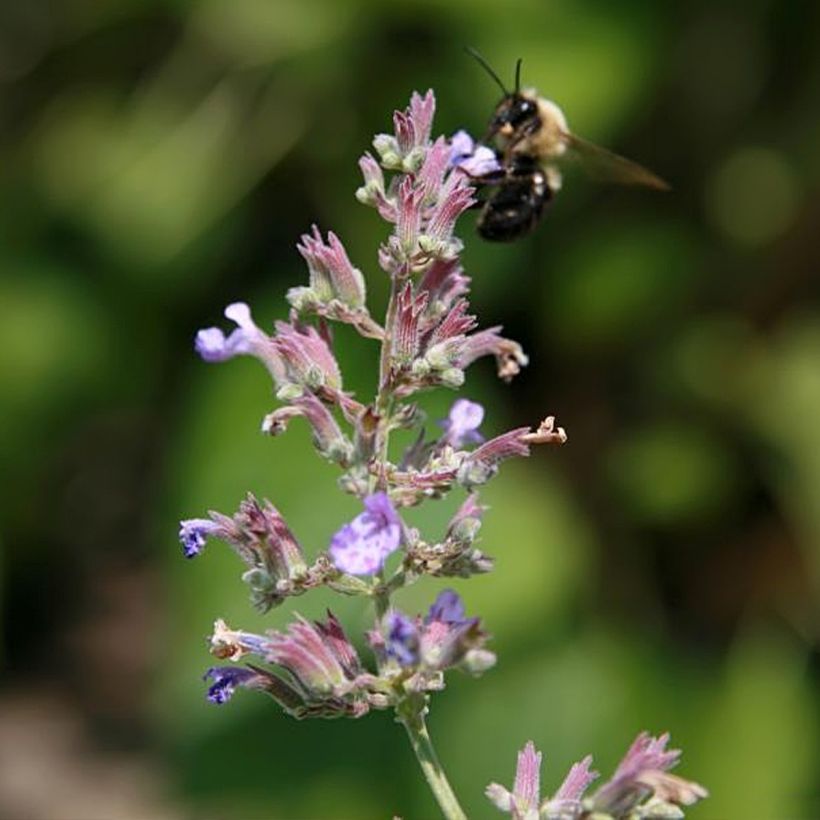 Nepeta faassenii Dropmore (Floración)
