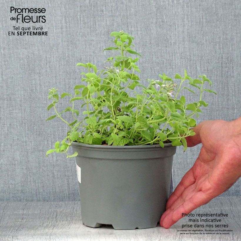 Ejemplar de Nepeta faassenii Limelight Maceta 2L/3L entregado en verano