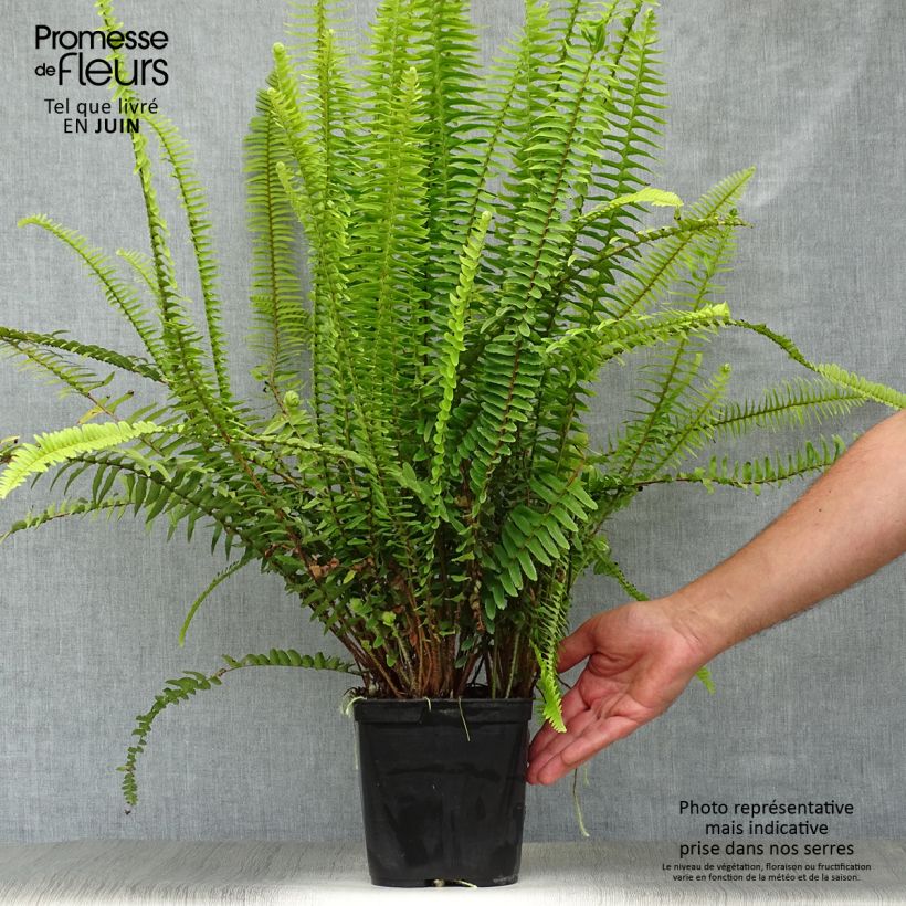 Ejemplar de Nephrolepis cordifolia Artic Jungle Maceta 2L/3L entregado en verano
