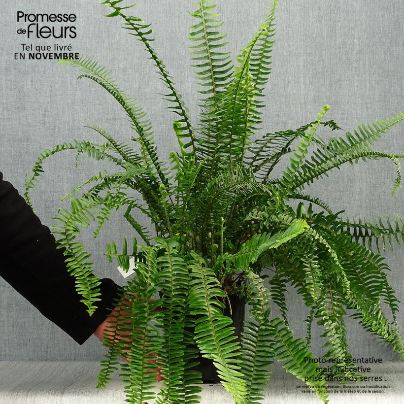 Ejemplar de Nephrolepis cordifolia Artic Jungle Maceta 2L/3L entregado en otoño