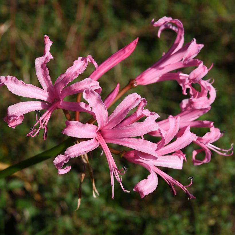 Nerine bowdenii Amandi (Floración)