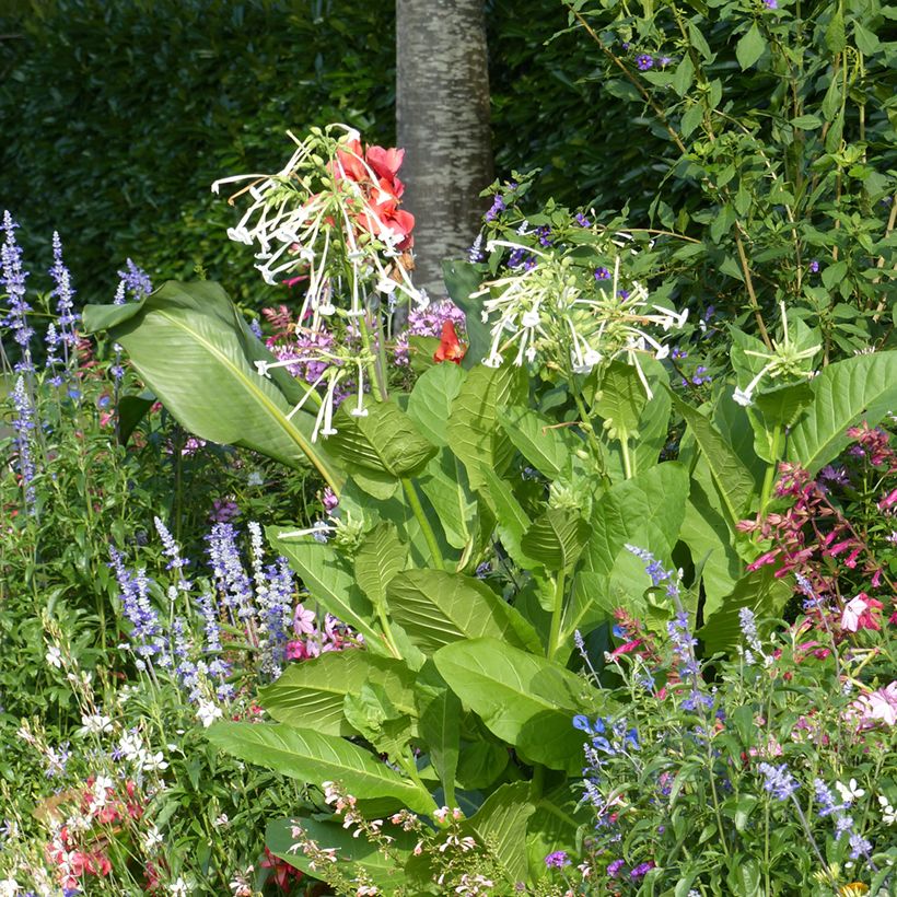 Nicotiana sylvestris - Tabaco del bosque (Porte)