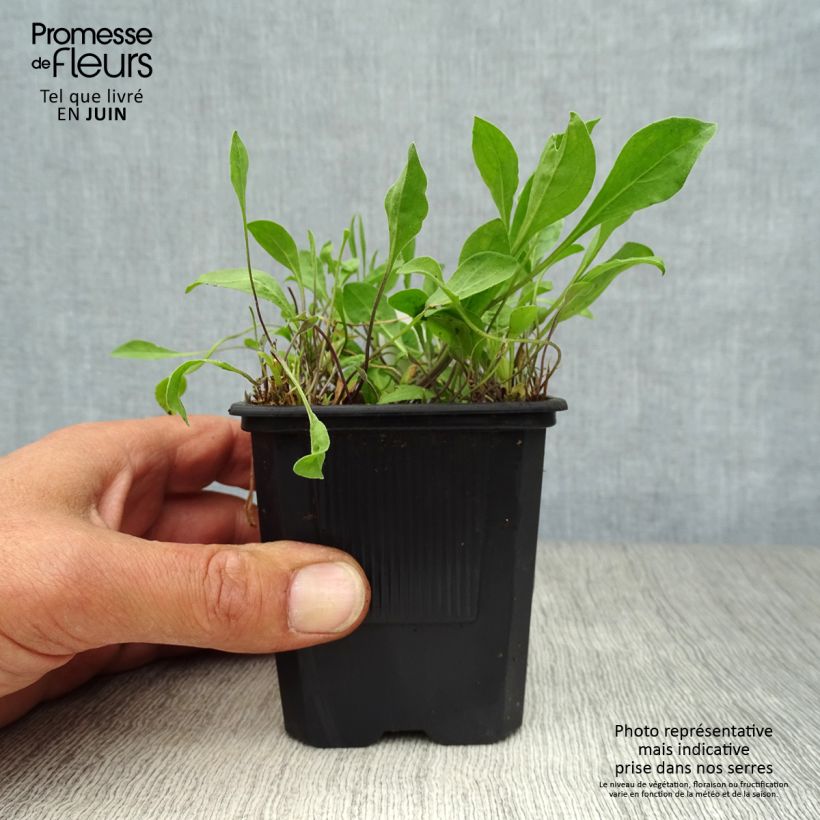 Ejemplar de Nierembergia repens - Nierembergia rampant Godet de 9cm entregado en verano