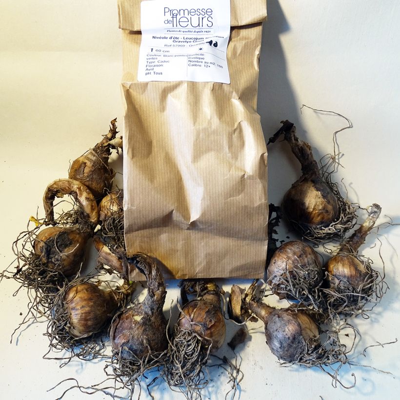 Ejemplo de ejemplar de Leucojum aestivum Gravetye Giant - Campanillas de primavera Bulbo calibre 12+ tal y como se entrega