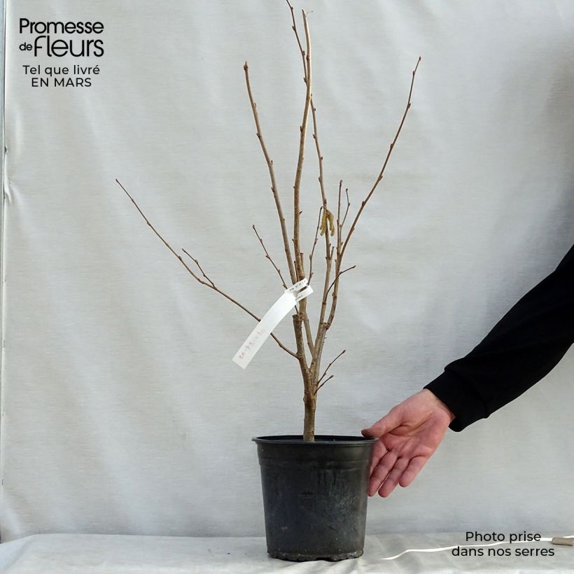 Avellano de Lambert Géant de Halle - Corylus maxima Maceta 4L/5L, Formación arbustiva Ejemplar entregado en la primavera