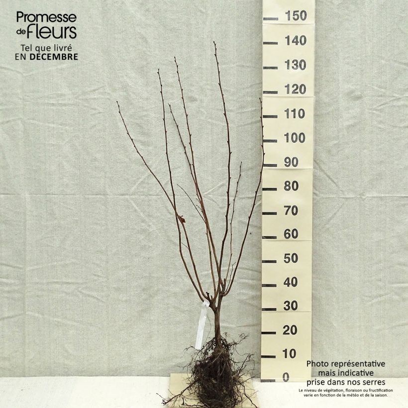 Avellano de Lambert Géant de Halle - Corylus maxima Raíces desnudas Ejemplar entregado en invierno