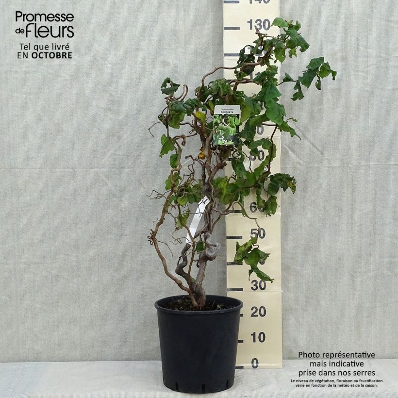 Ejemplar de Corylus avellana Contorta - Avellana Maceta 12L/15L entregado en otoño