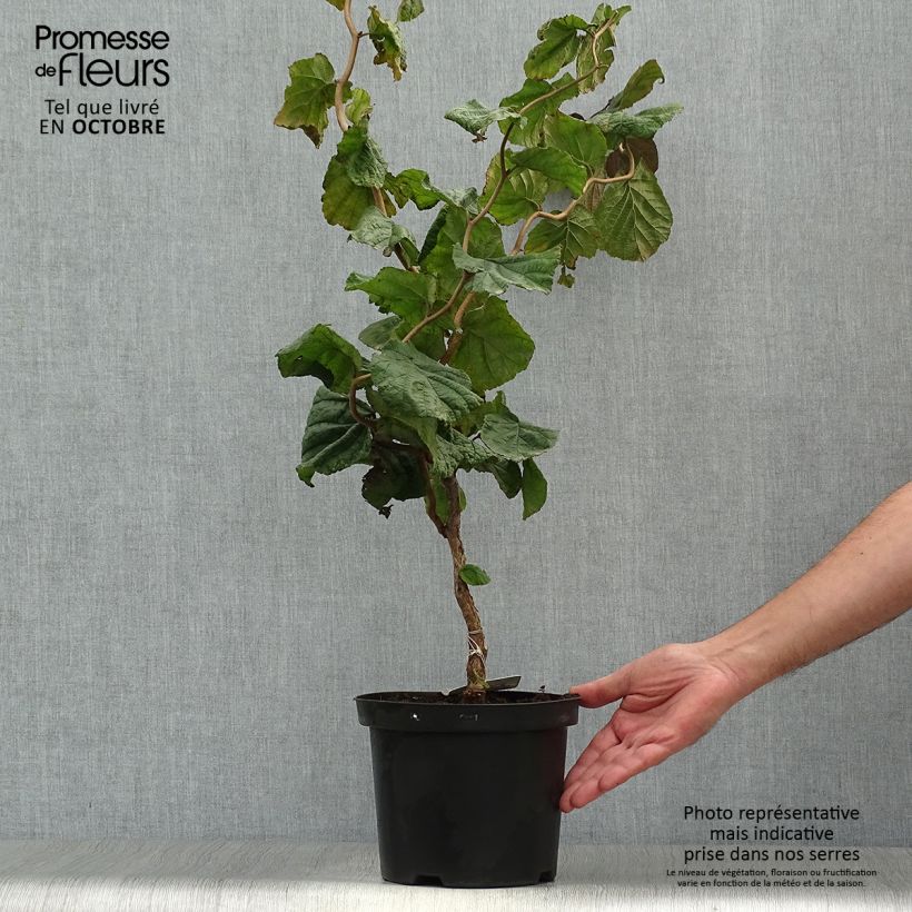 Ejemplar de Corylus avellana Red Majestic - Avellana Maceta 3L/4L entregado en otoño