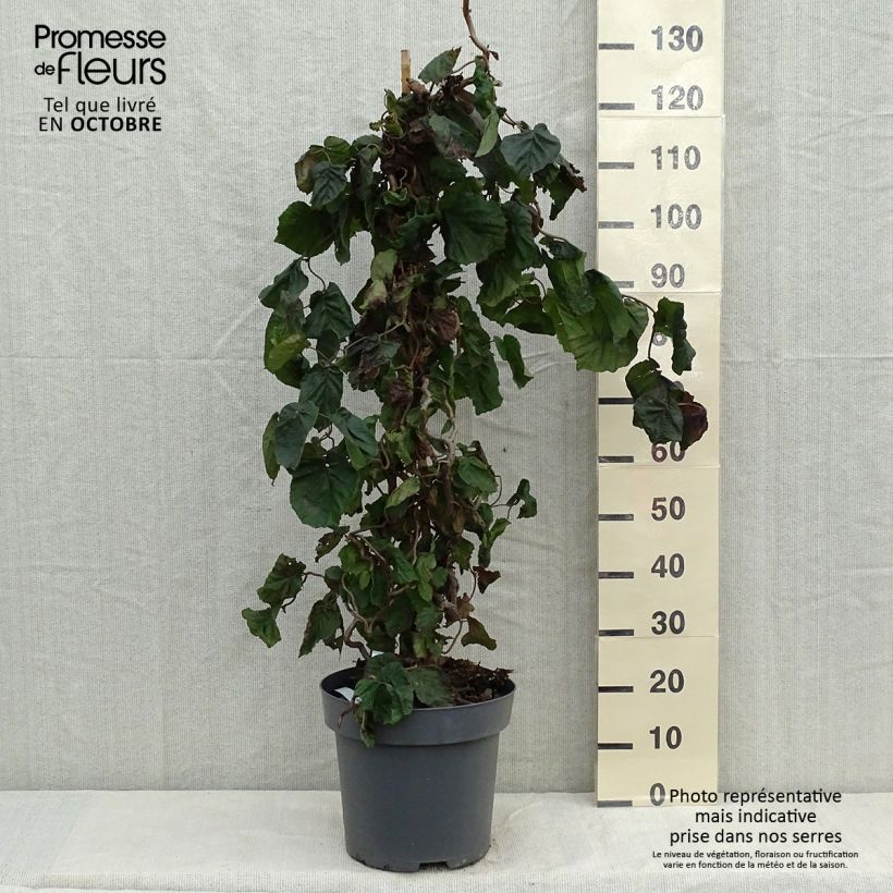 Ejemplar de Corylus avellana Red Majestic - Avellana Maceta 12L/15L entregado en otoño