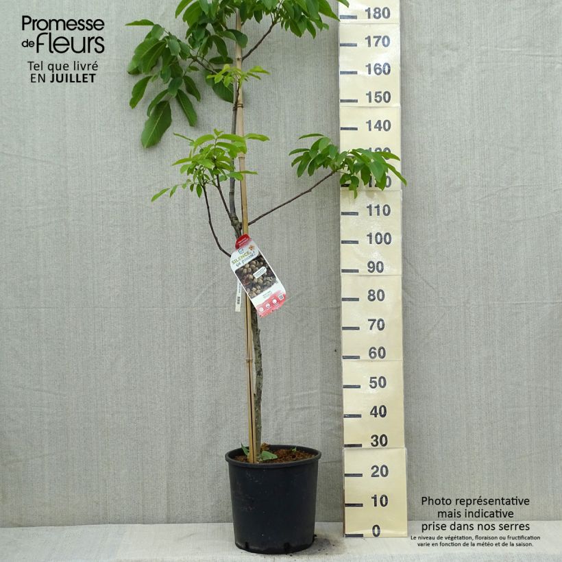 Ejemplar de Nogal negro Corne Maceta 12L/15L, Arból jovenAltura de entrega aprox. 200/+cm entregado en verano