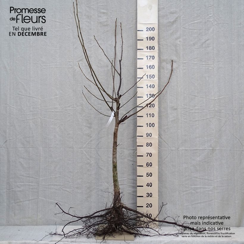 Nogal común - Juglans regia Raíces desnudasAltura de entrega aprox. 125/150cm Ejemplar entregado en invierno