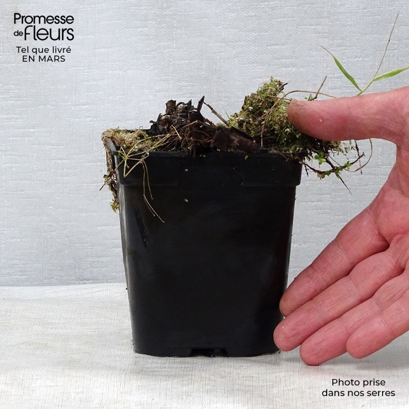 Nenúfar A.J Welch - Nymphaea Maceta de 8/9 cm Ejemplar entregado en la primavera