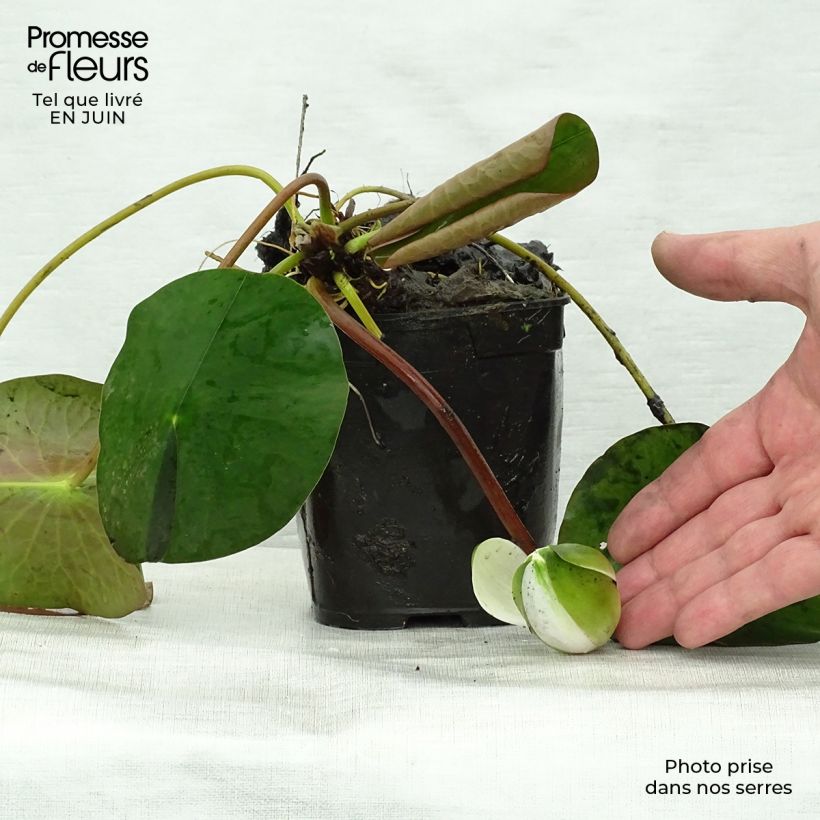 Ejemplar de Nenúfar Fabiola - Nymphaea Maceta de 8/9 cm entregado en verano