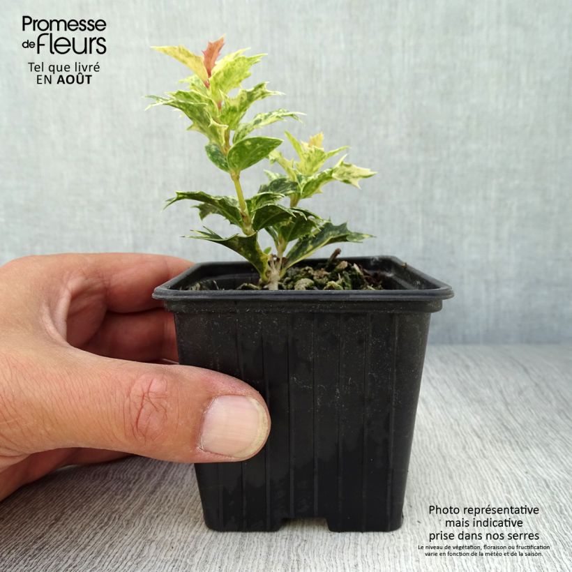 Ejemplar de Osmanthus heterophyllus Tricolor - Acebo chino Maceta de 8/9 cmAltura de entrega aprox. 10/15cm entregado en verano