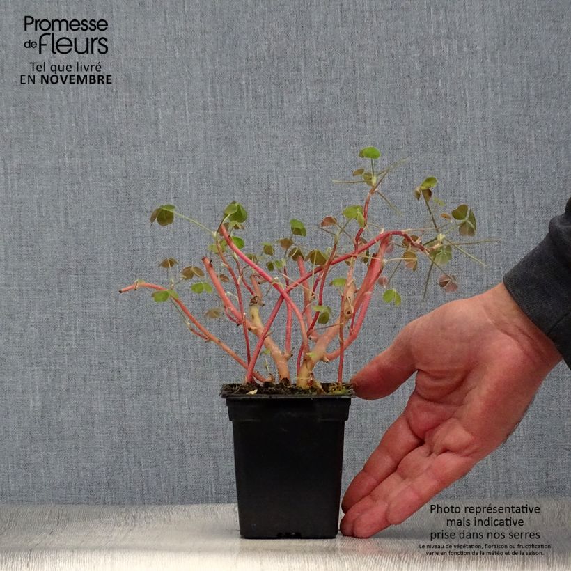 Ejemplar de Oca - Oxalis tuberosa Maceta de 8/9 cm entregado en otoño