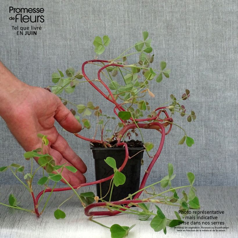 Ejemplar de Oca - Oxalis tuberosa Maceta de 8/9 cm entregado en verano