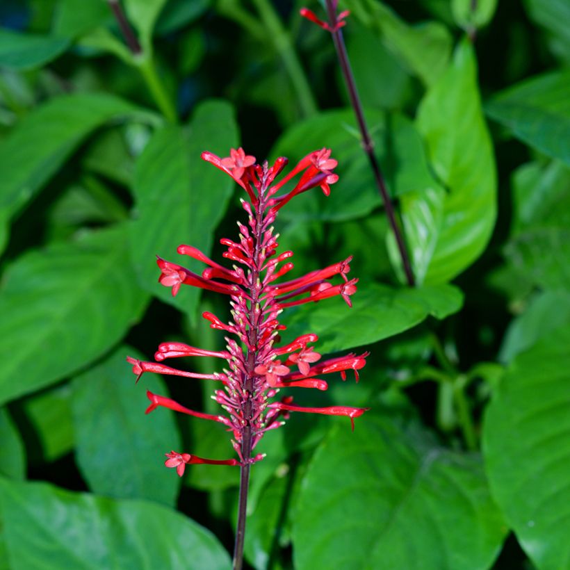 Odontonema strictum (Floración)