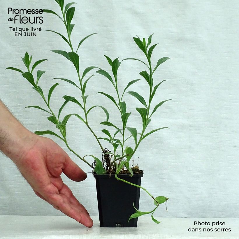 Ejemplar de Aster amellus Dr Otto Petschek Maceta de 8/9 cm entregado en verano