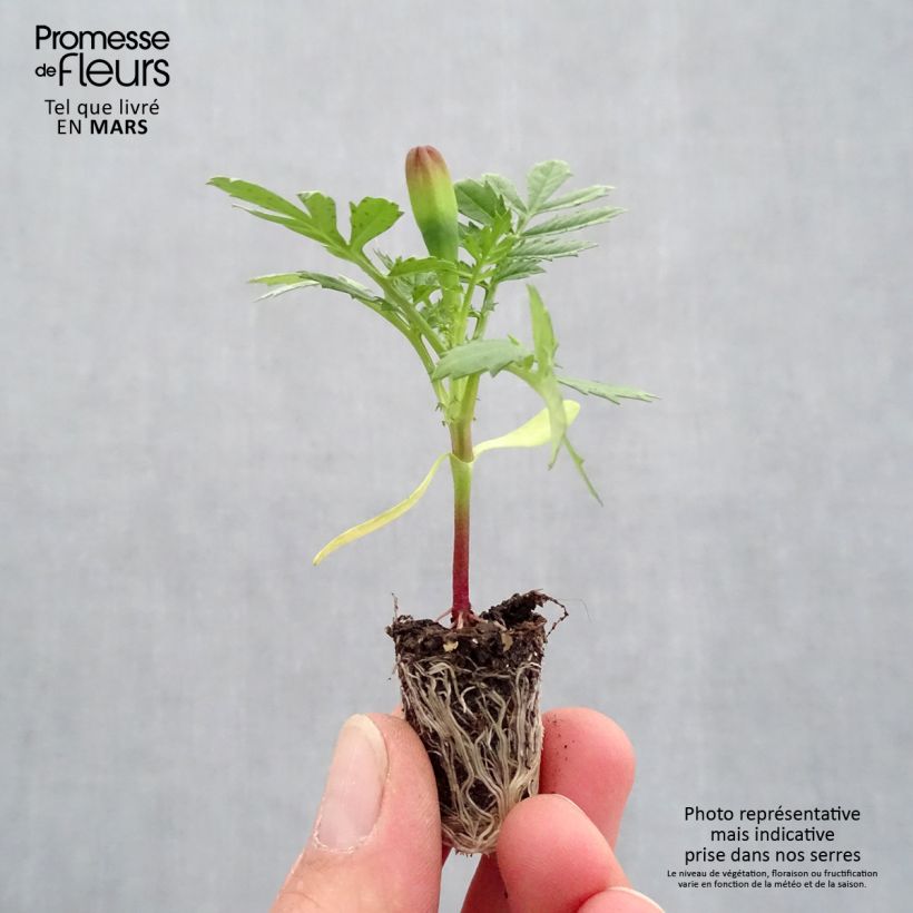 Tagetes patula Queen jaune vif minicepellón: Ø 1,5/2,5 cm Ejemplar entregado en la primavera