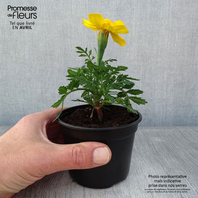 Tagetes patula Queen jaune vif Maceta de 10 cm/11 cm Ejemplar entregado en la primavera