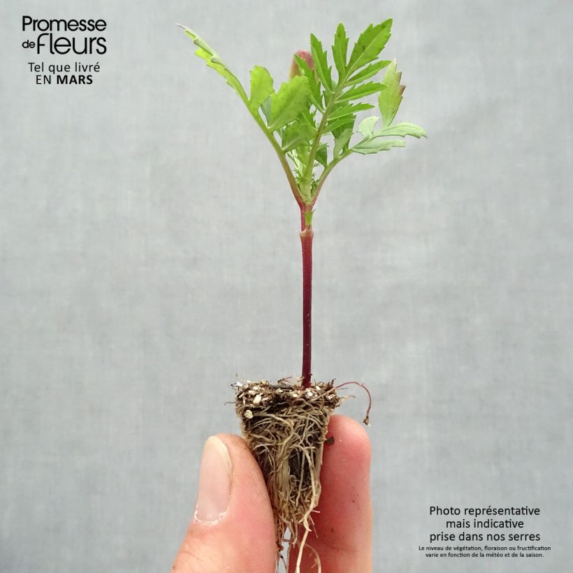 Tagetes patula Queen Orange minicepellón: de 2,2 cm x 2 cm en bandeja de cultivo por 35 Ejemplar entregado en la primavera