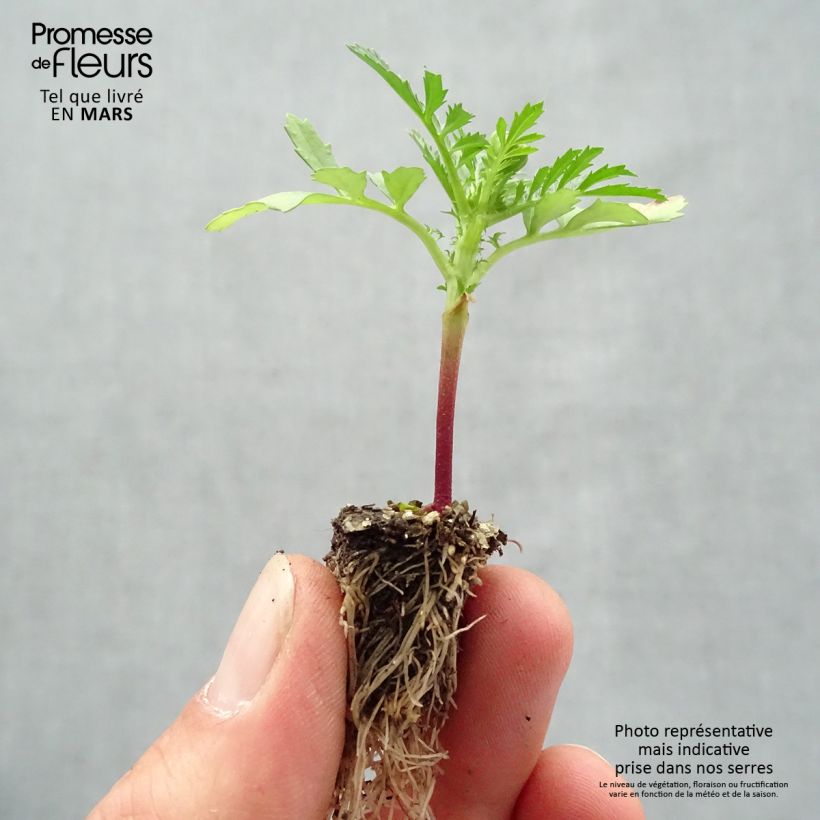 Tagetes patula Queen Yellow Fire minicepellón: de 2,2 cm x 2 cm en bandeja de cultivo por 35 Ejemplar entregado en la primavera