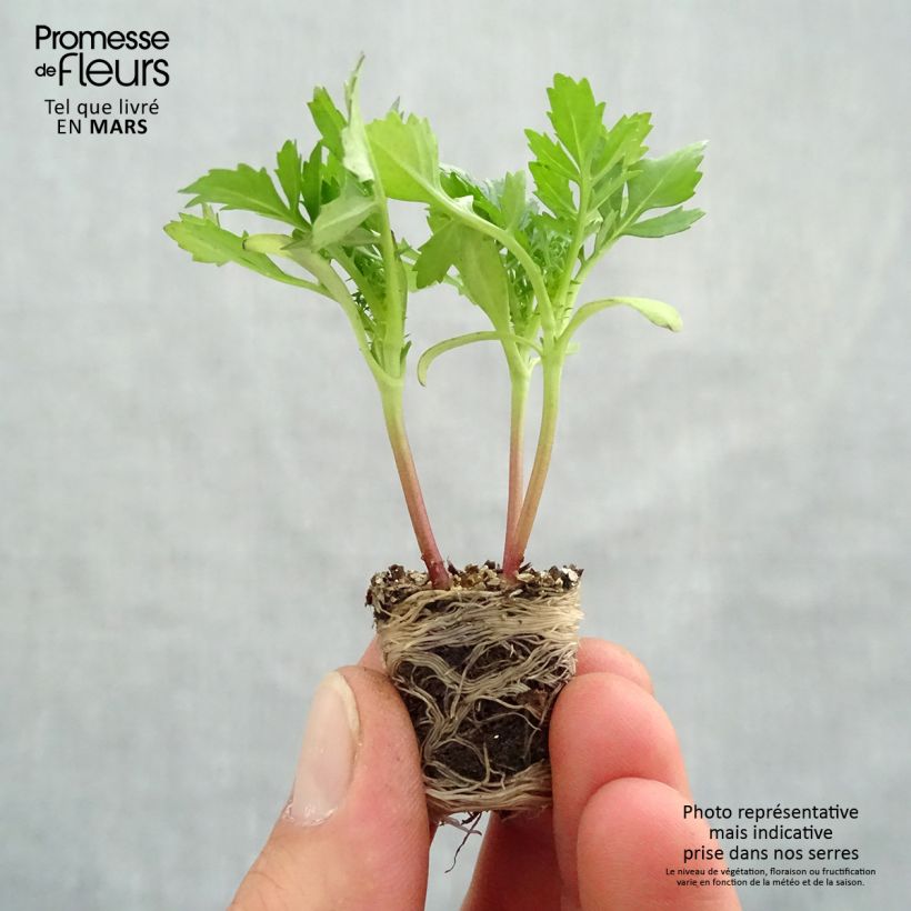 Tagetes patula Queen Yellow Fire minicepellón: Ø 3/4 cm Ejemplar entregado en la primavera