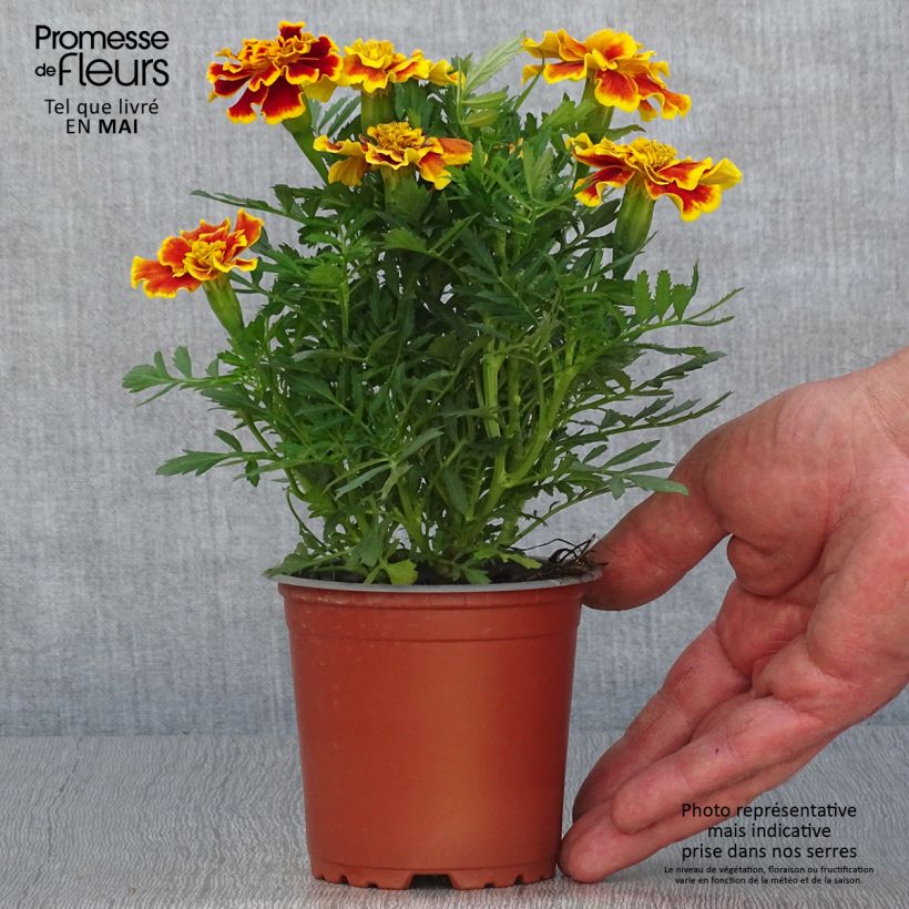 Tagetes patula Queen Yellow Fire Maceta de 10 cm/11 cm Ejemplar entregado en la primavera