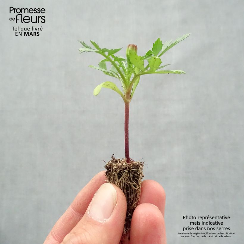 Tagetes patula Queen Yellow minicepellón: de 2,2 cm x 2 cm en bandeja de cultivo por 35 Ejemplar entregado en la primavera