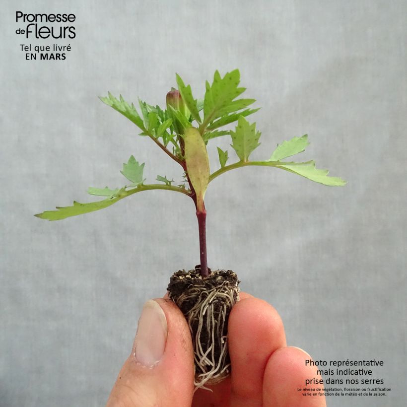 Tagetes patula Strawberry Blonde minicepellón: Ø 1,5/2,5 cm Ejemplar entregado en la primavera