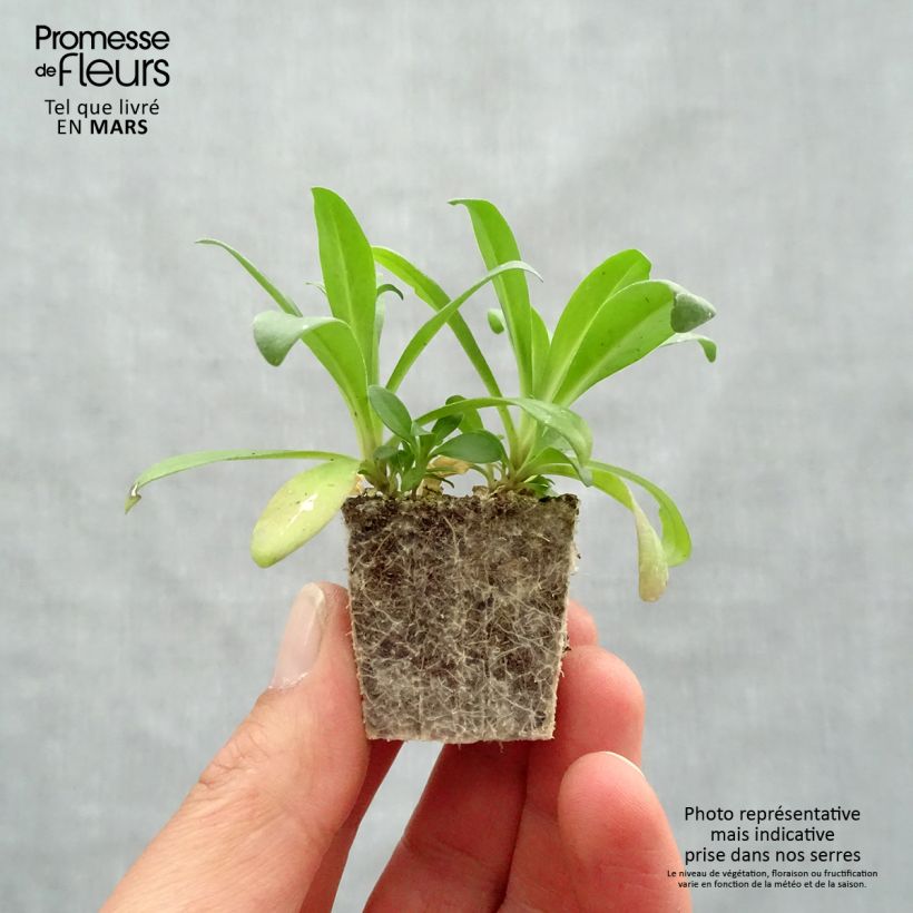 Clavel del poeta Jolt Pink Magic - Dianthus barbatus Bandeja de semillero: cepellón 3,8 cm x 3,2 cm en bandeja de cultivo por 16 Ejemplar entregado en la primavera