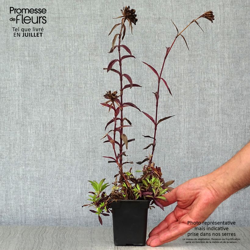 Ejemplar de Clavel del poeta Nigrescens Sooty - Dianthus barbatus Maceta de 7/8 cm entregado en verano