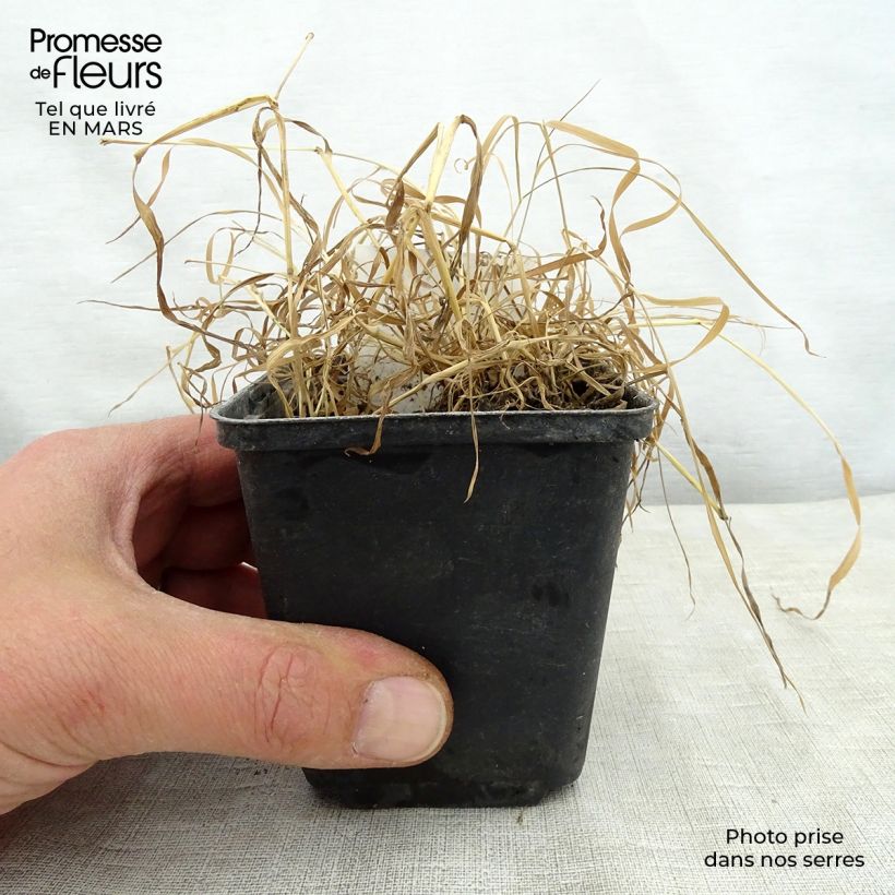 Oenothera fruticosa Camel - Onagra Maceta de 8/9 cm Ejemplar entregado en la primavera