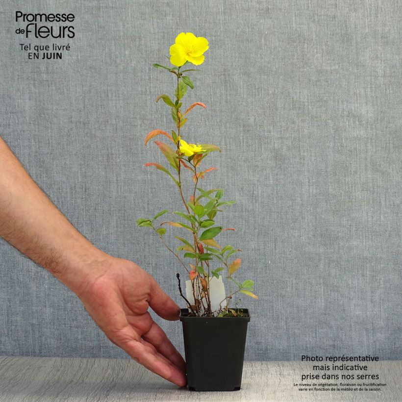 Ejemplar de Oenothera fruticosa Sonnenwende - Onagra Maceta de 8/9 cm entregado en verano