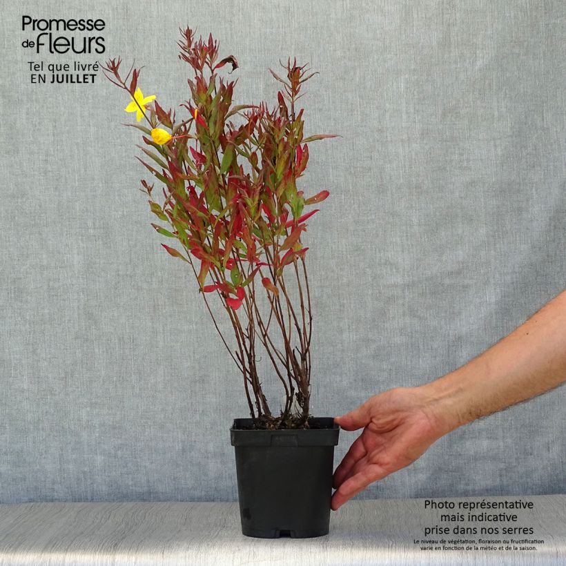 Ejemplar de Oenothera fruticosa Sonnenwende - Onagra Maceta 2L/3L entregado en verano