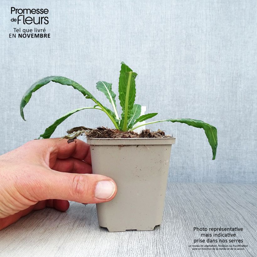 Ejemplar de Oenothera versicolor - Onagra Maceta de 8/9 cm entregado en otoño