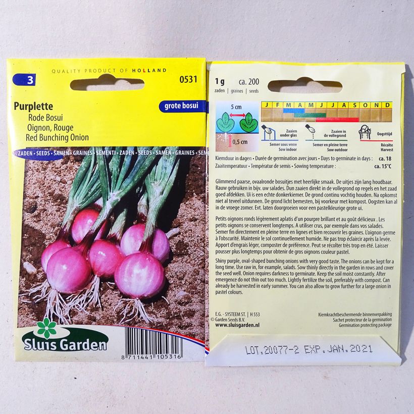 Ejemplo de ejemplar de Cebolla Purplette saco de 200 semillas (1g) tal y como se entrega