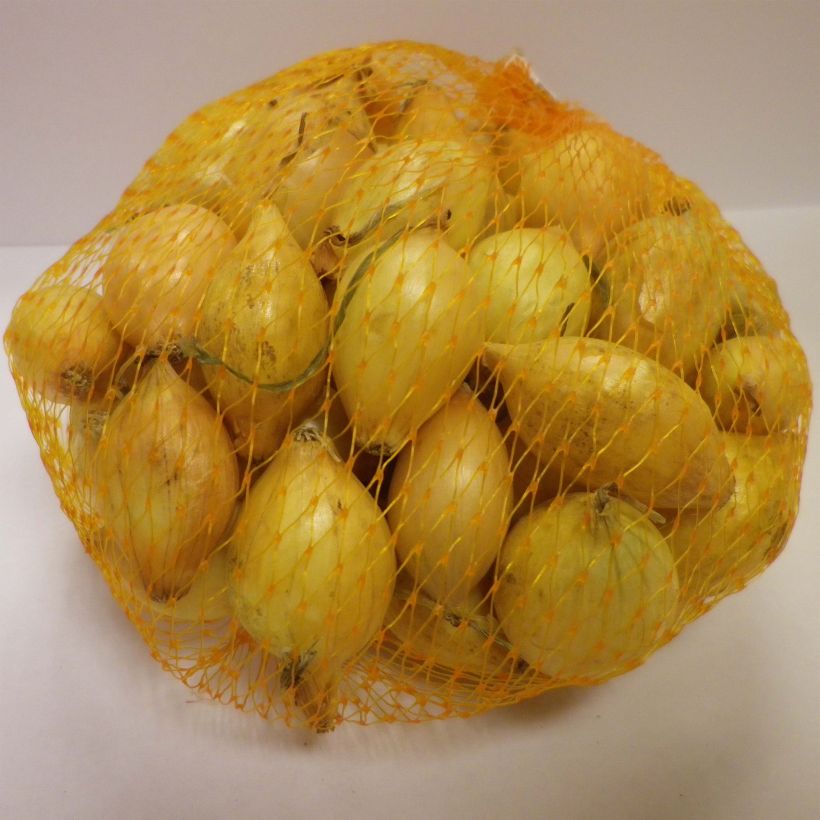 Ejemplo de ejemplar de Cebolla Senshyu Yellow Pieza calibre 14/21 mm tal y como se entrega