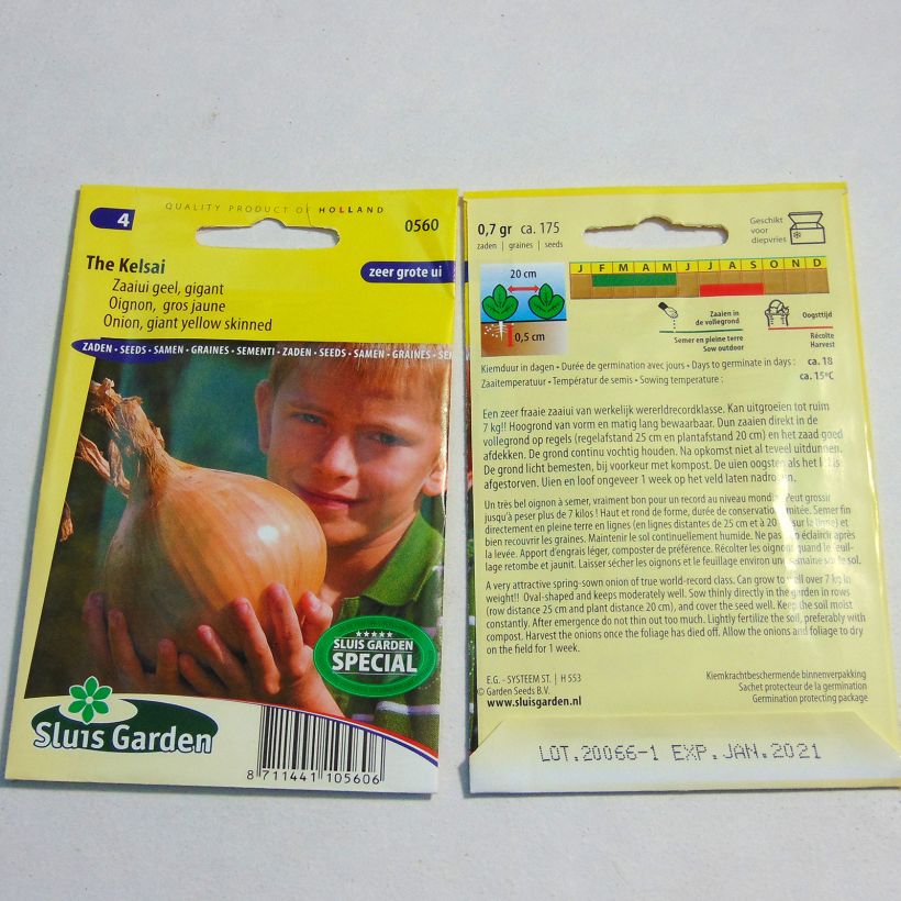 Ejemplo de ejemplar de Cebolla The Kelsae saco de 175 semillas tal y como se entrega