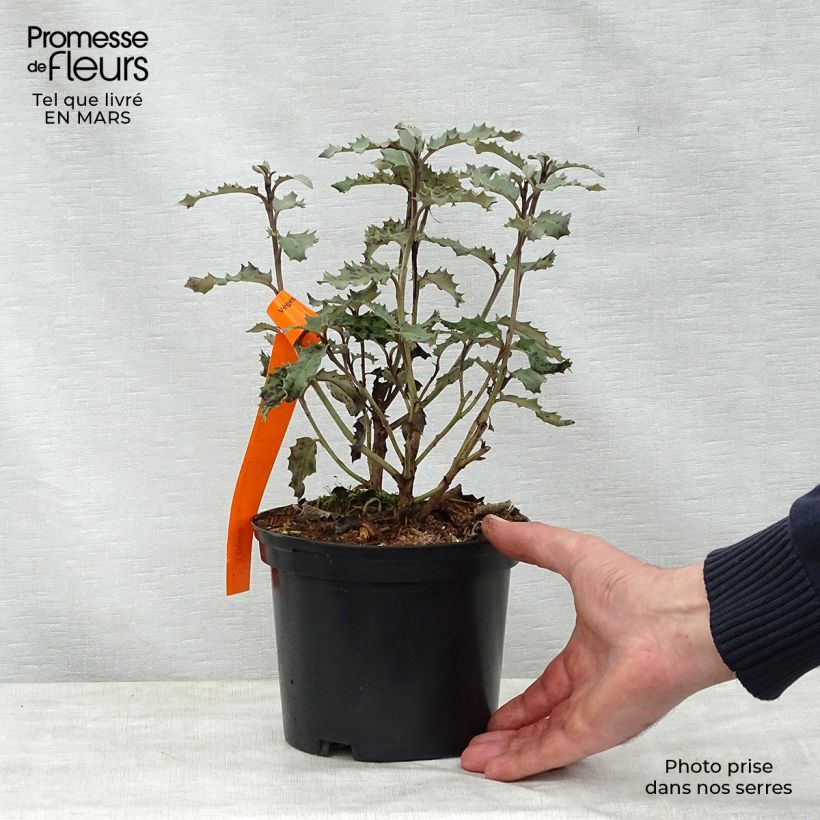 Olearia macrodonta Major - Houx de Nouvelle-Zélande Pot de 2L/3L Ejemplar entregado en la primavera