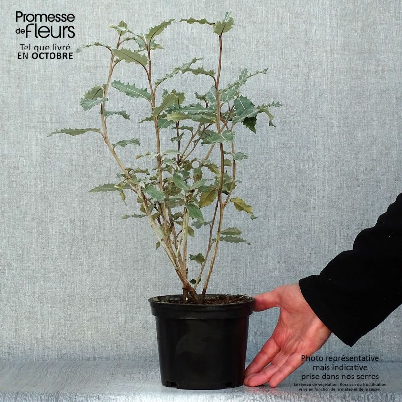 Ejemplar de Olearia macrodonta Major Maceta 2L/3L entregado en otoño