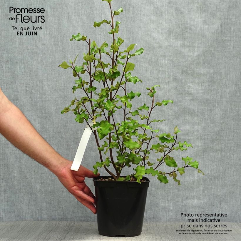 Ejemplar de Olearia paniculata - Aster en arbre Pot de 4L entregado en verano