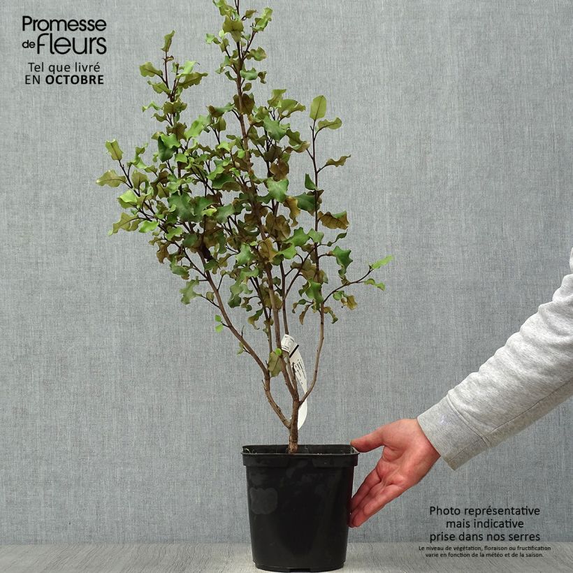 Ejemplar de Olearia paniculata Maceta 4L/5L entregado en otoño