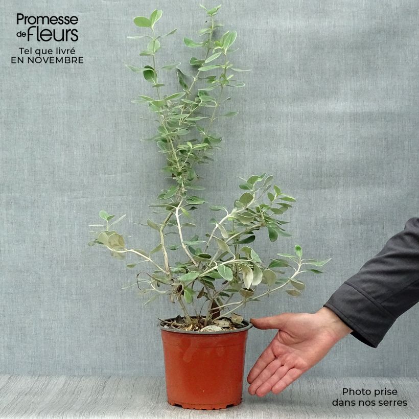 Ejemplar de Olearia traversii Maceta 2L/3L entregado en otoño