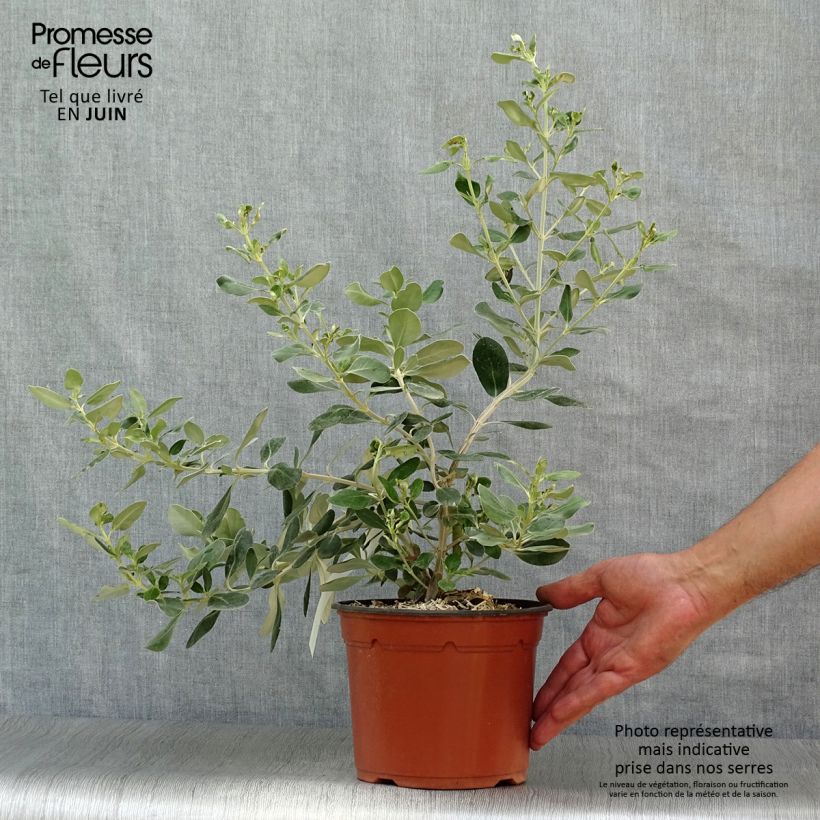 Ejemplar de Olearia traversii Pot de 2L/3L entregado en verano