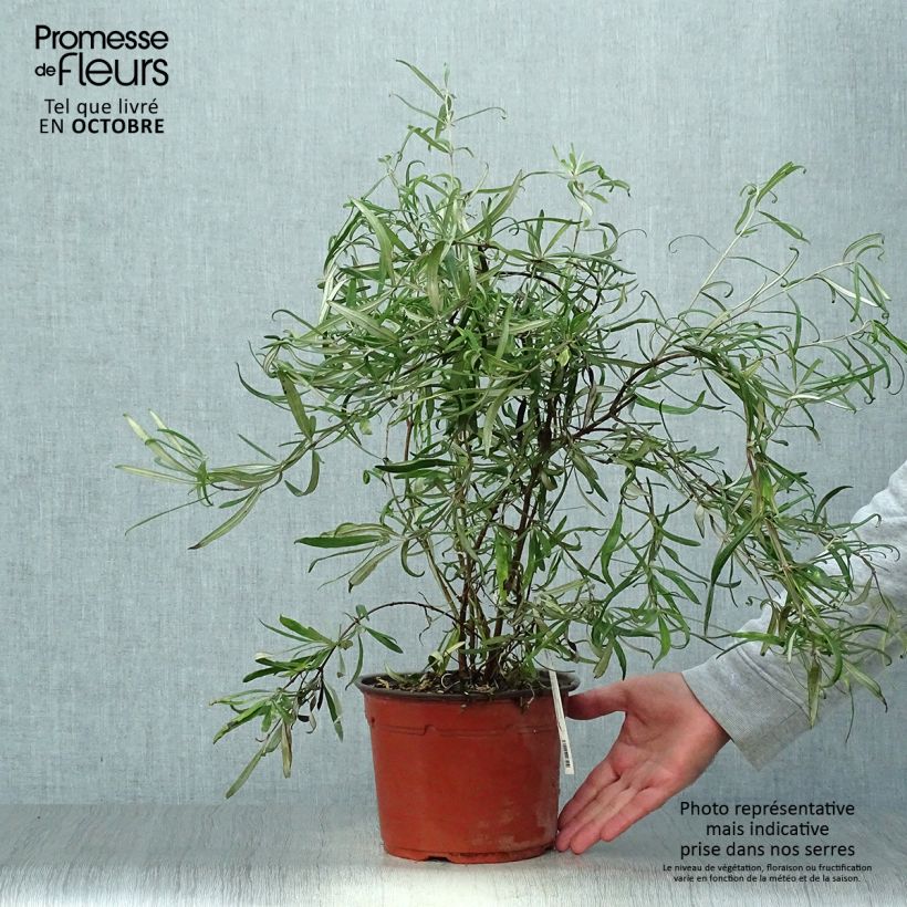 Ejemplar de Olearia virgata Maceta 2L/3L entregado en otoño