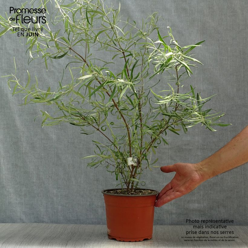 Ejemplar de Olearia virgata Pot de 2L/3L entregado en verano