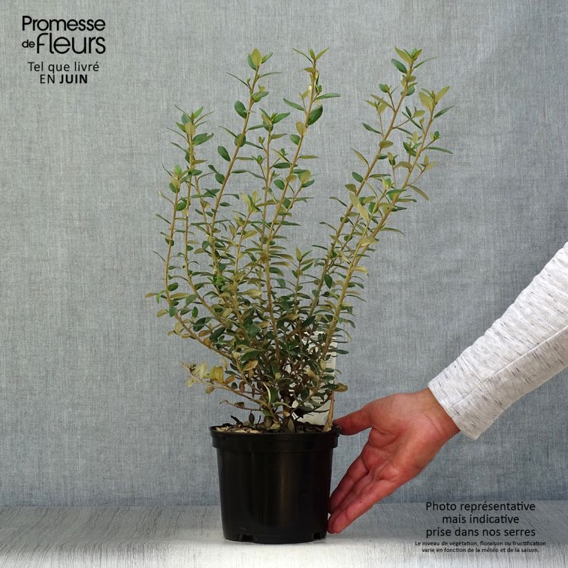 Ejemplar de Olearia haastii Maceta 2L/3L entregado en verano